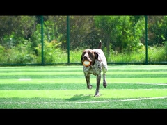 Vocal Orange für Hunde