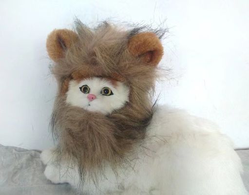 Ein guter Preis. Anpassungsfähige und atmungsaktive Katzenperücke Weich Flauschig und perfekt für alle Rassen Ideal für Halloween / Cosplay Online